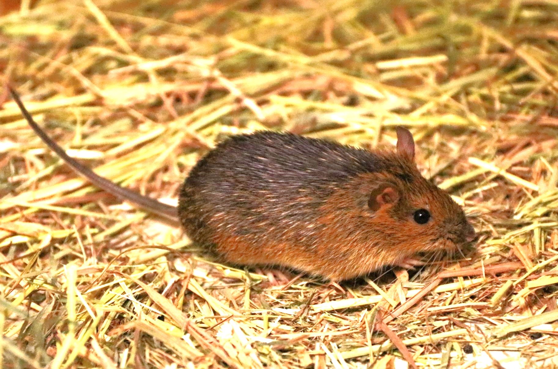 絶滅危惧種アマミトゲネズミの一般公開始まる 神戸どうぶつ王国 バック